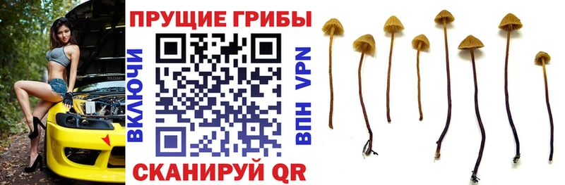 Псилоцибиновые грибы Psilocybe  где купить наркотик  blacksprut   Стерлитамак 