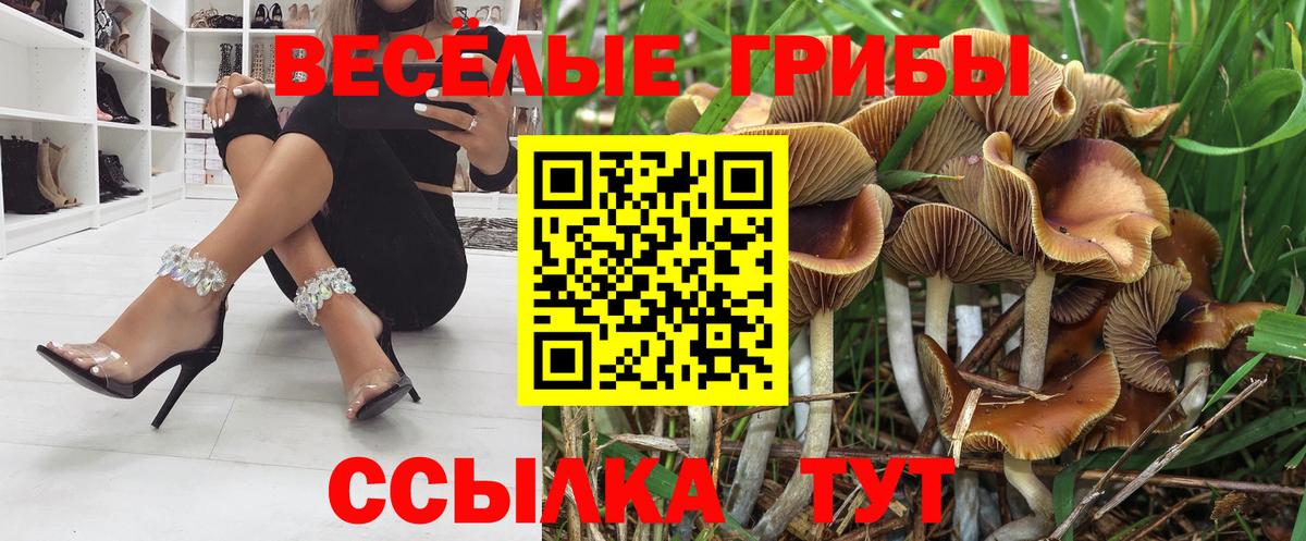 Галлюциногенные грибы Psilocybe  Вход с VPN  наркотики  Стерлитамак 